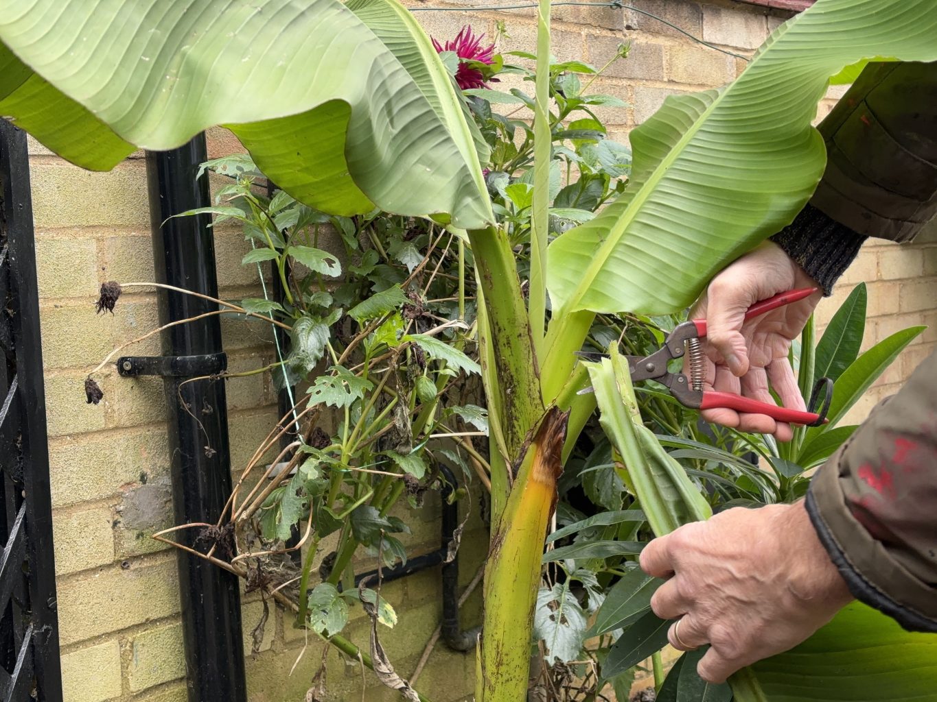 How to protect banana plants over winter 1 b1