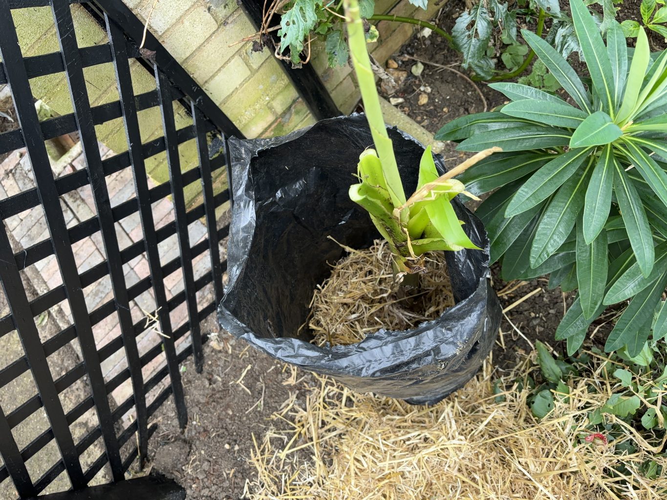 How to protect banana plants over winter 2 b2