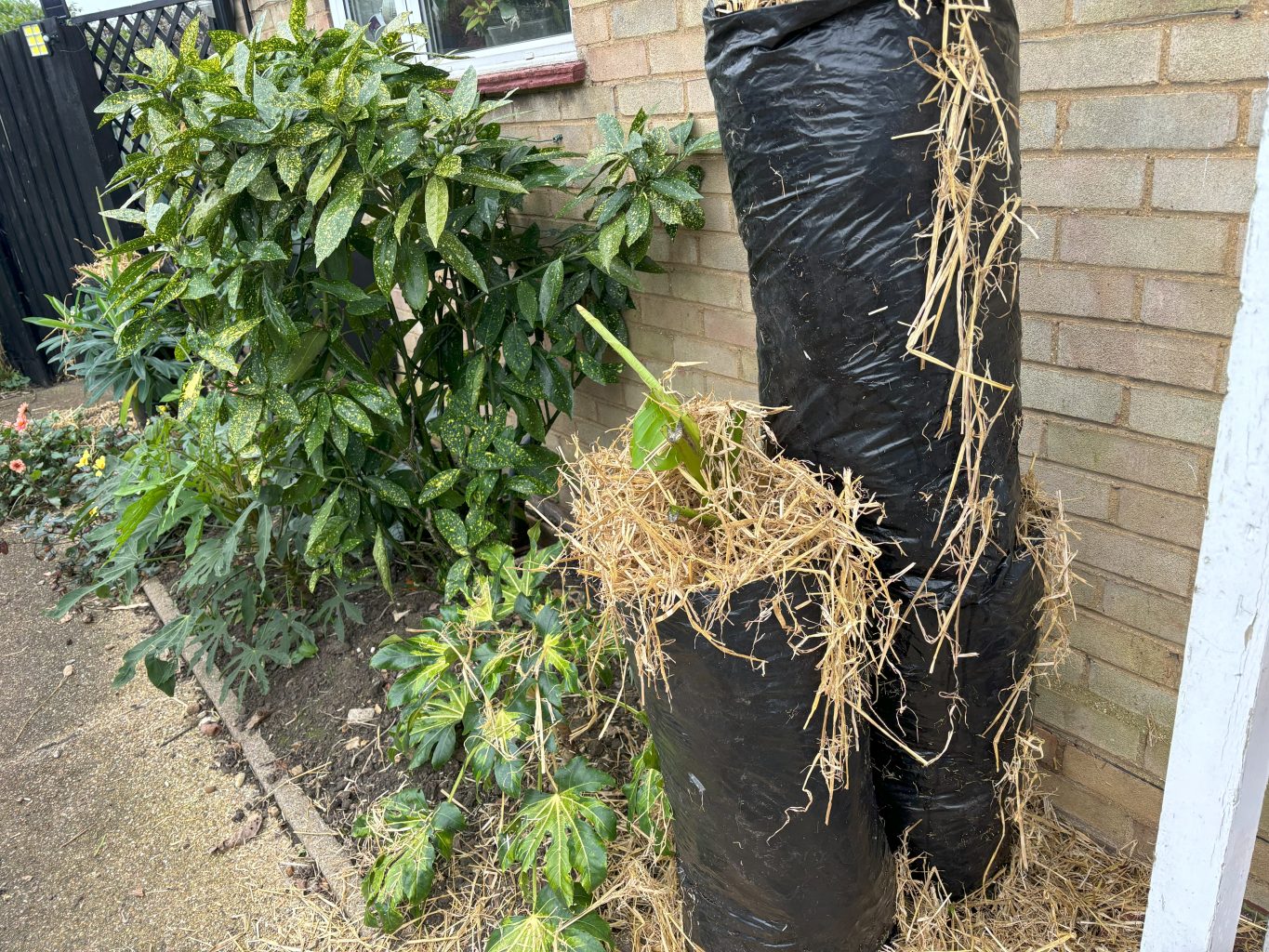How to protect banana plants over winter 3 b3