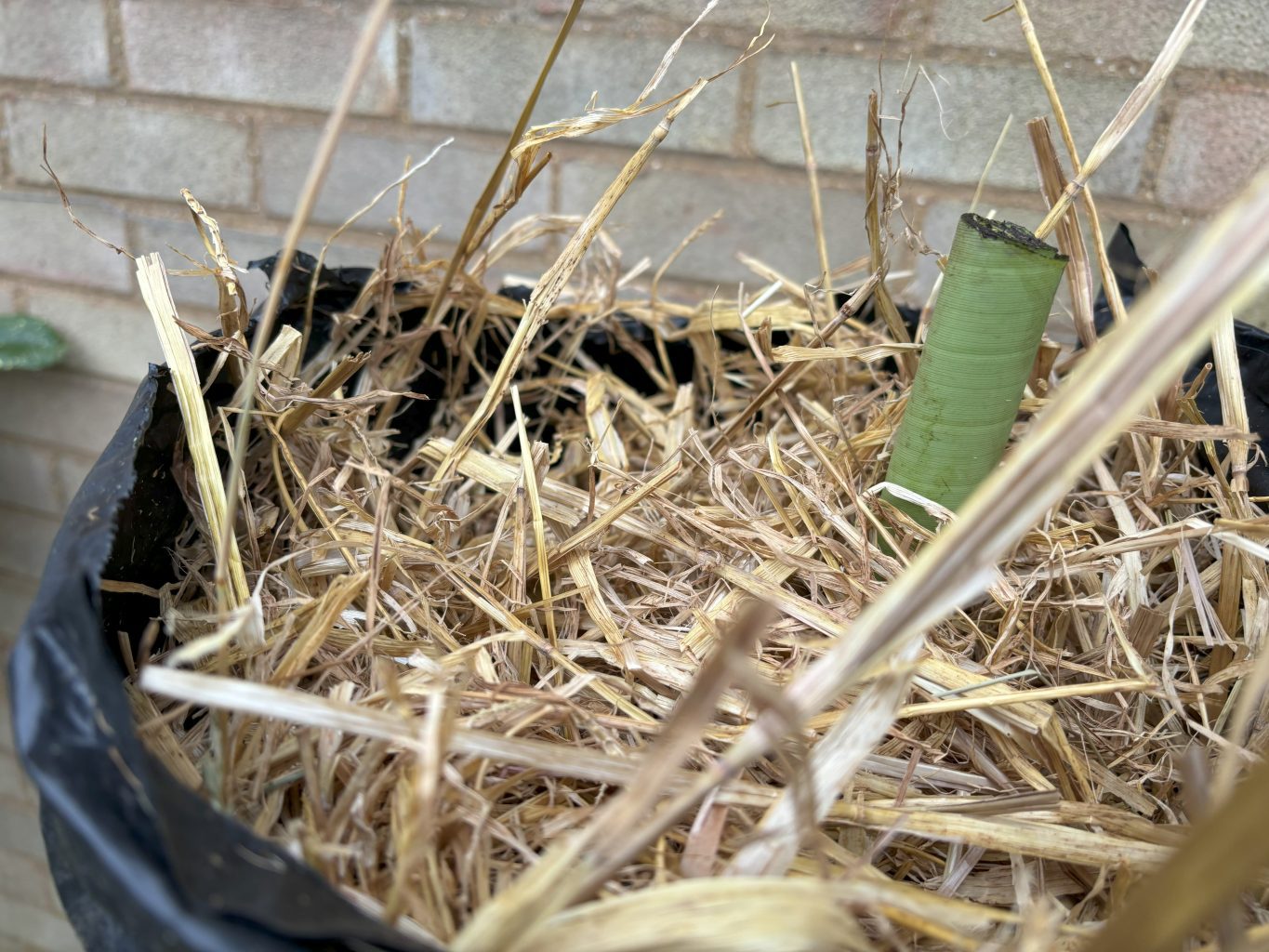 How to protect banana plants over winter 4 b4
