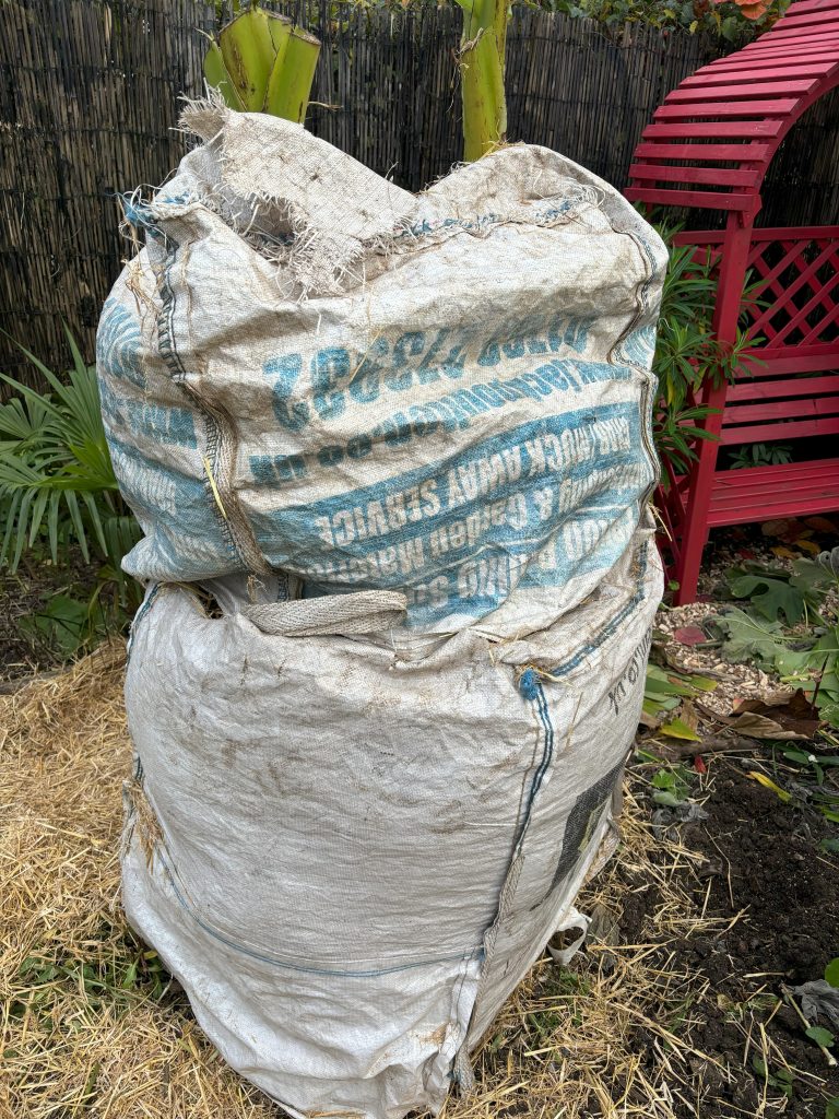 How to protect banana plants over winter 5 b6