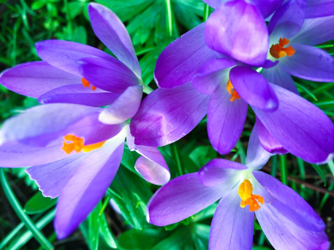 crocus