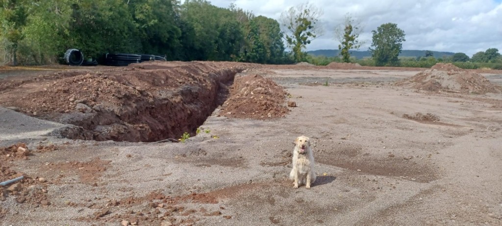 Pic 1 Steve Reed Wyevale Nurseries u2019 Production Director u2019s dog Nora inspecting the works as the new reservoir takes shape.