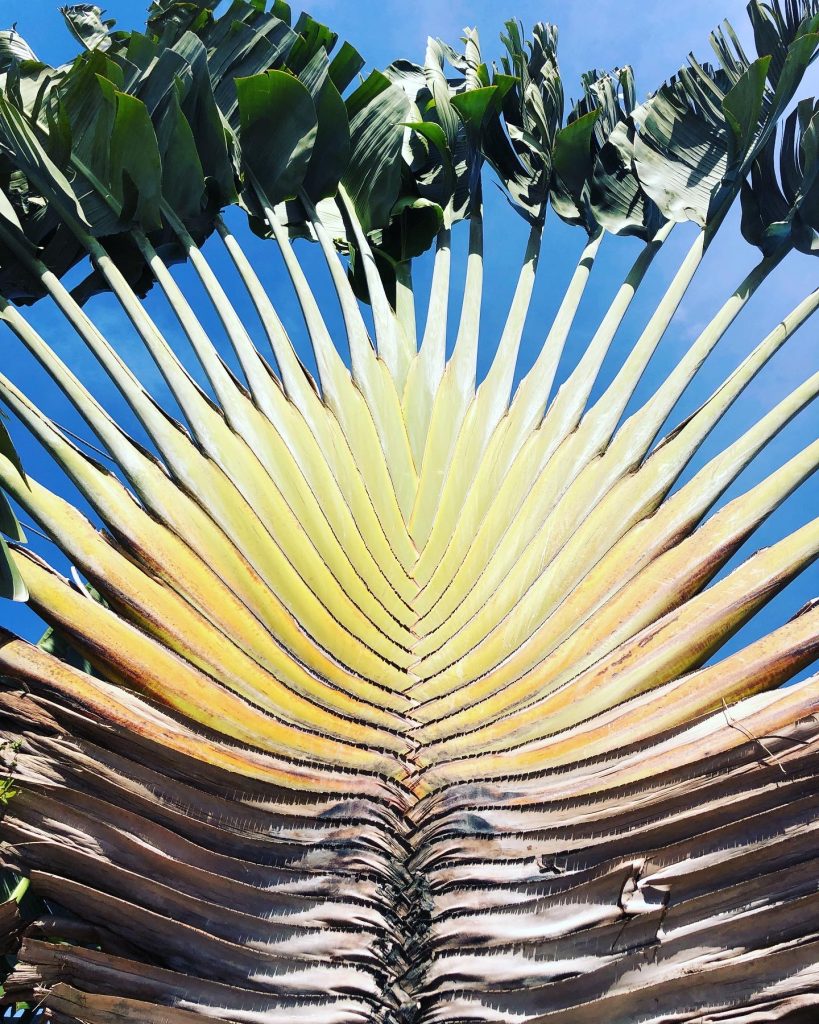 Can the Traveller's Palm be grown in the UK? 1 XSNT5630