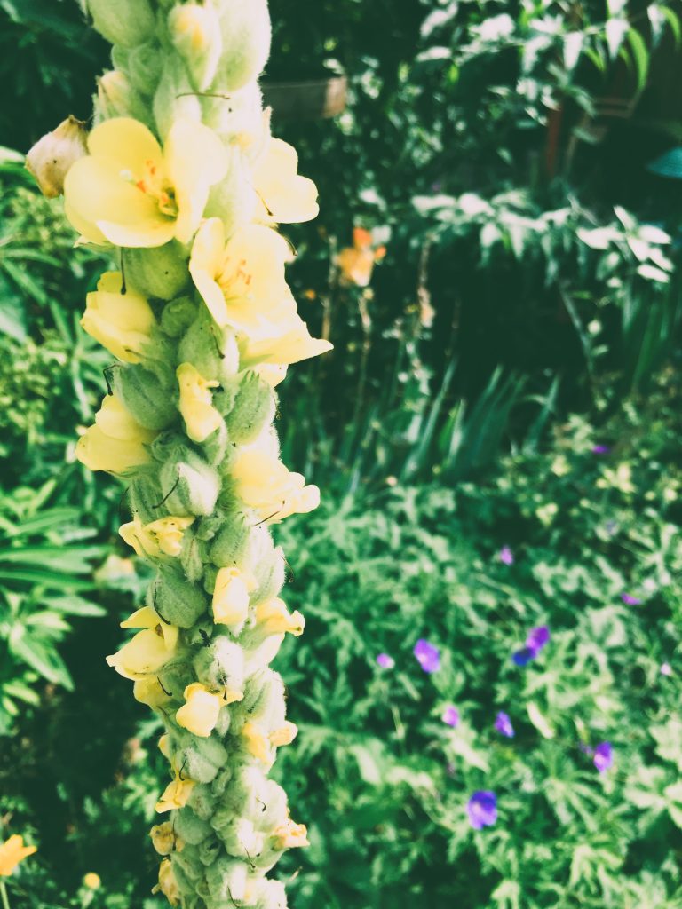 verbascum 3