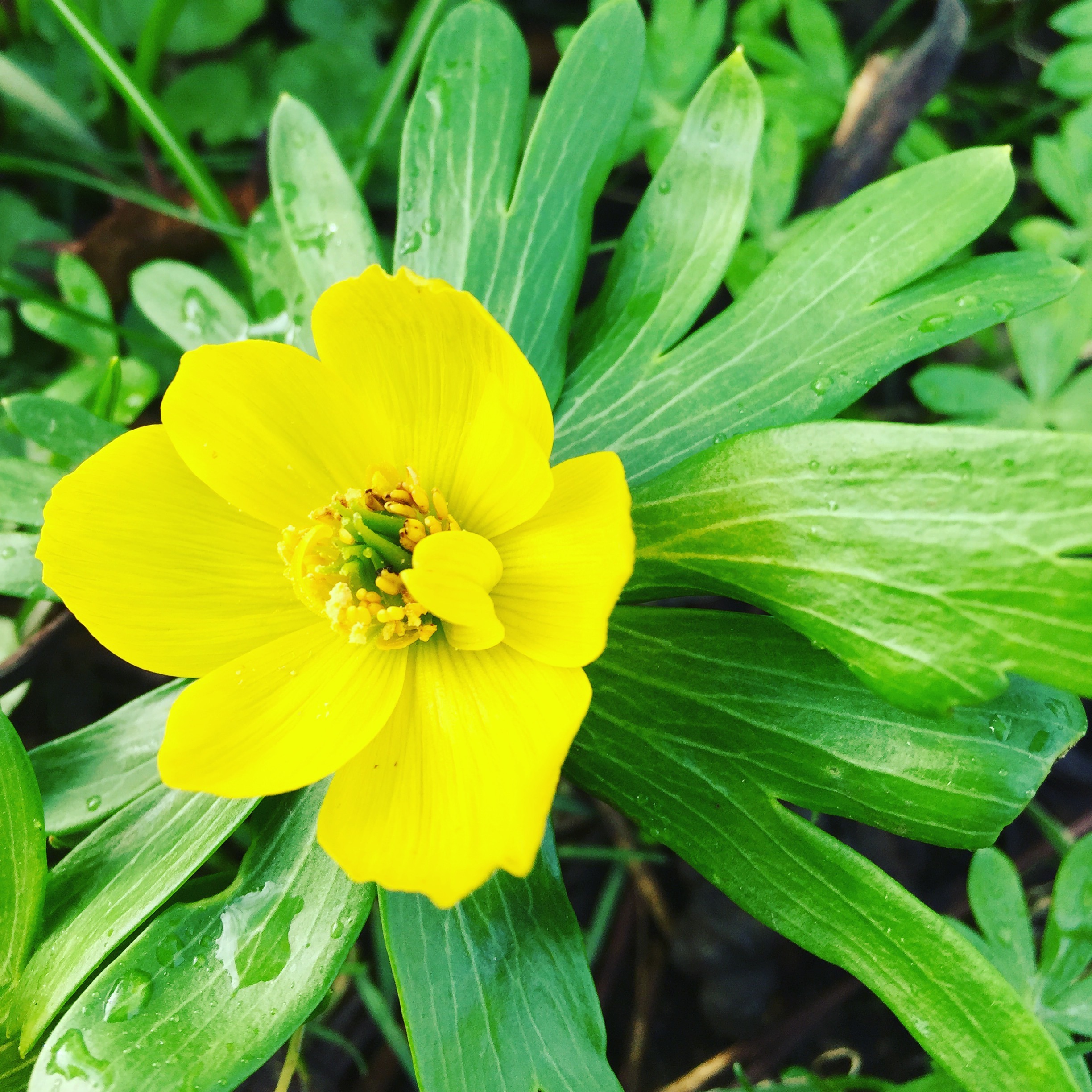 winter aconite