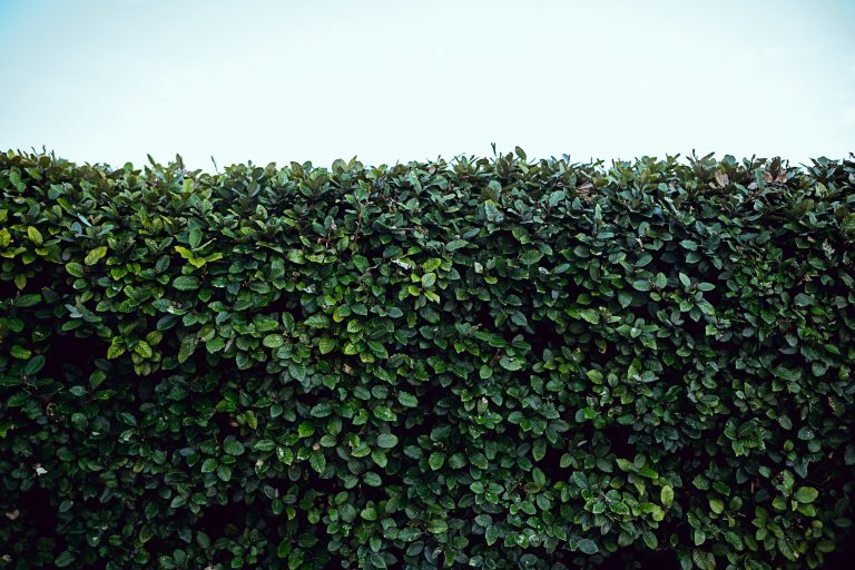 The Ultimate Guide to Bare Root and Root Ball Hedging