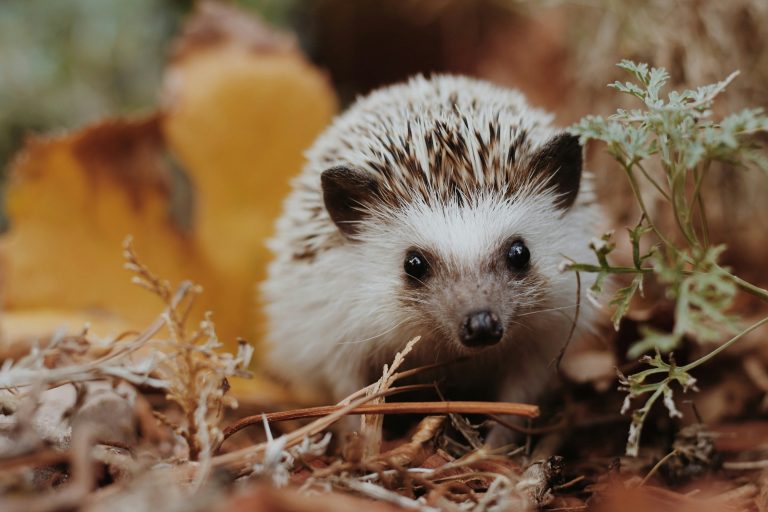 5 Ways to Create a Hedgehog-Friendly Garden