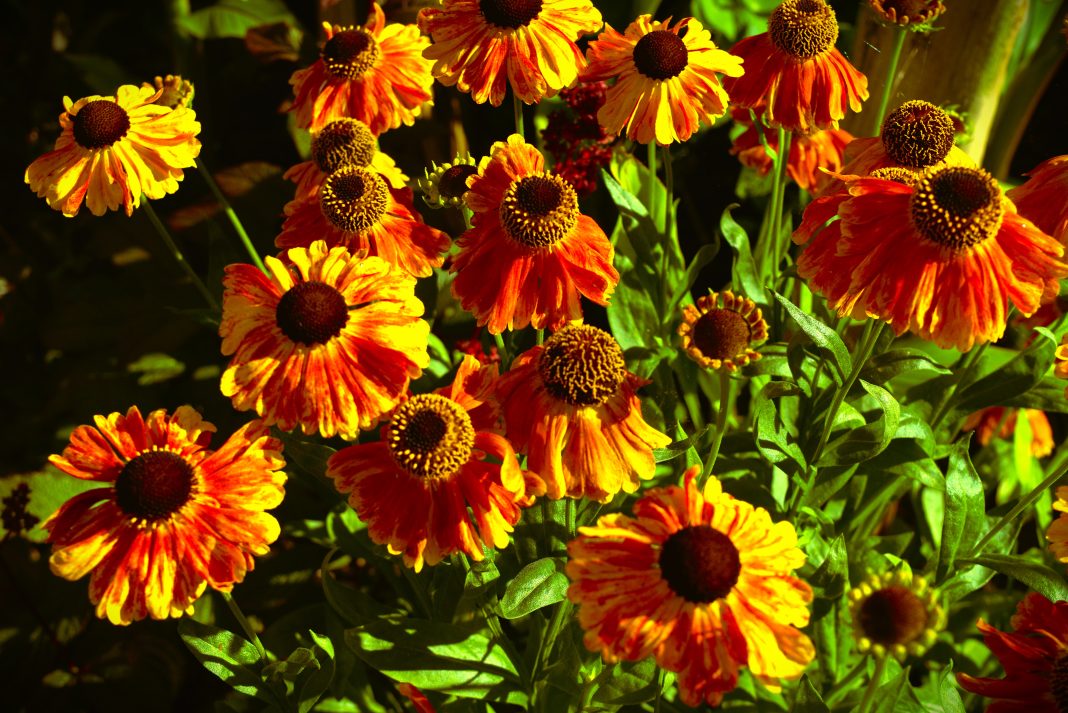 heleniums