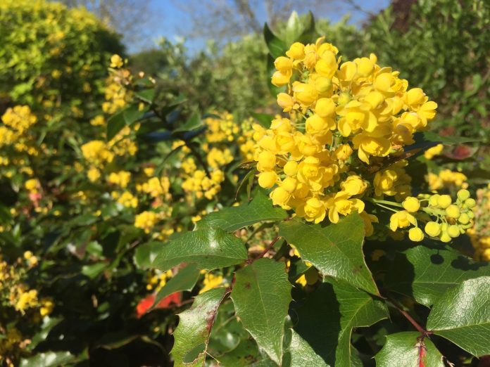 mahonia