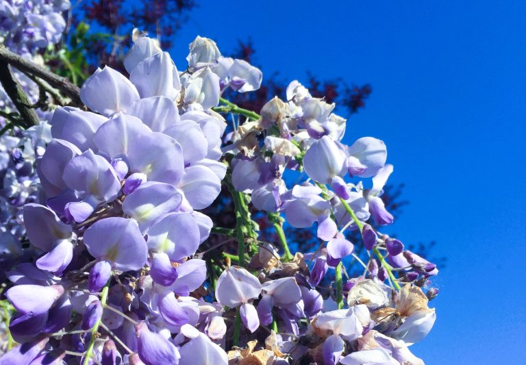 wisteria