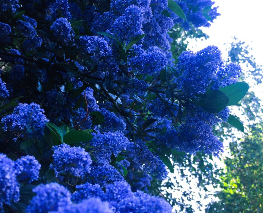 ceanothus