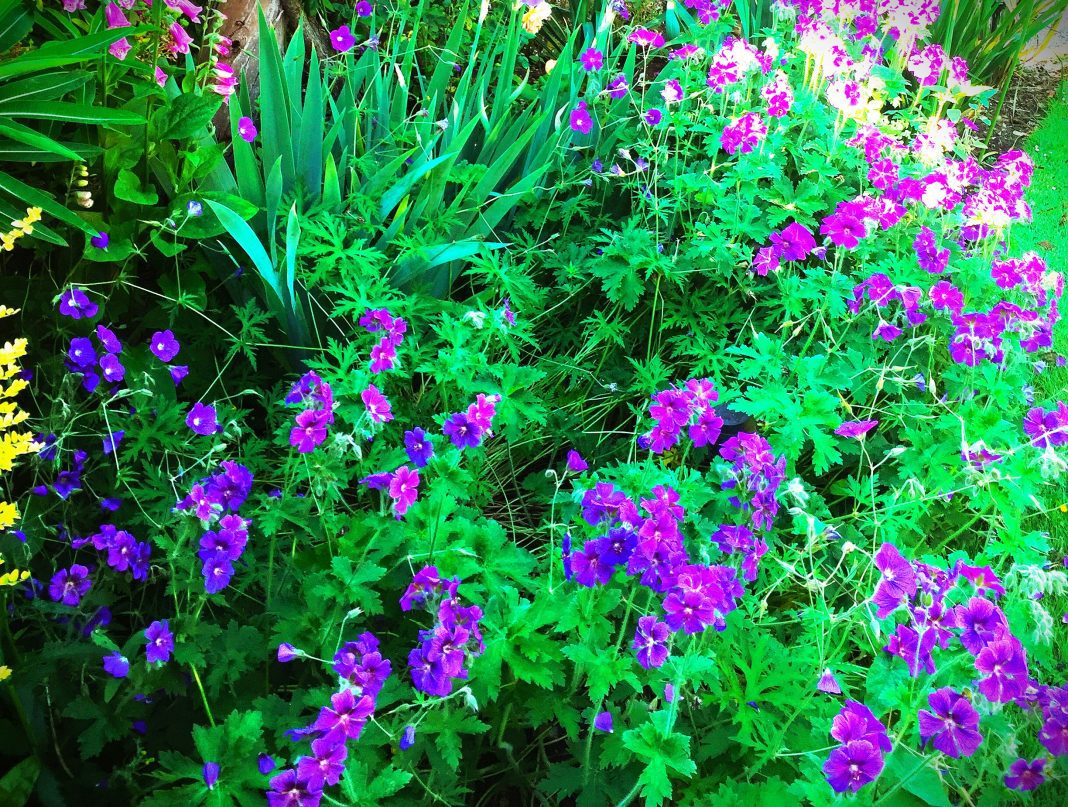 perennial geraniums