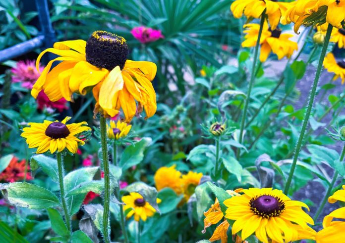 rudbeckias