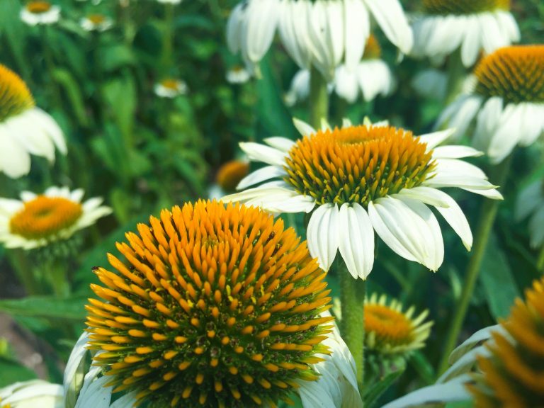 How to Grow Echinacea (Coneflower): A Complete Guide