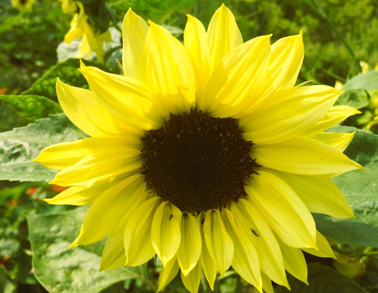 helianthus