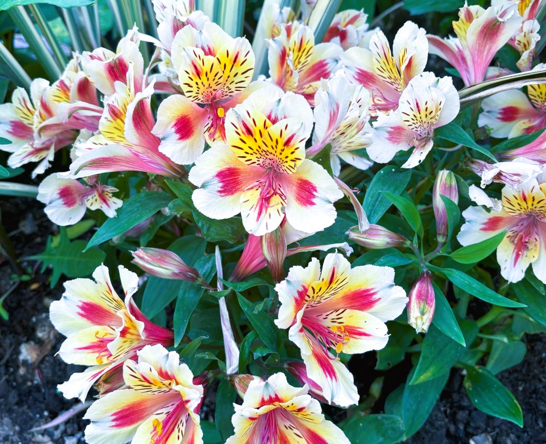 alstroemeria