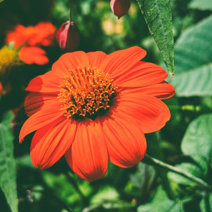 tithonia