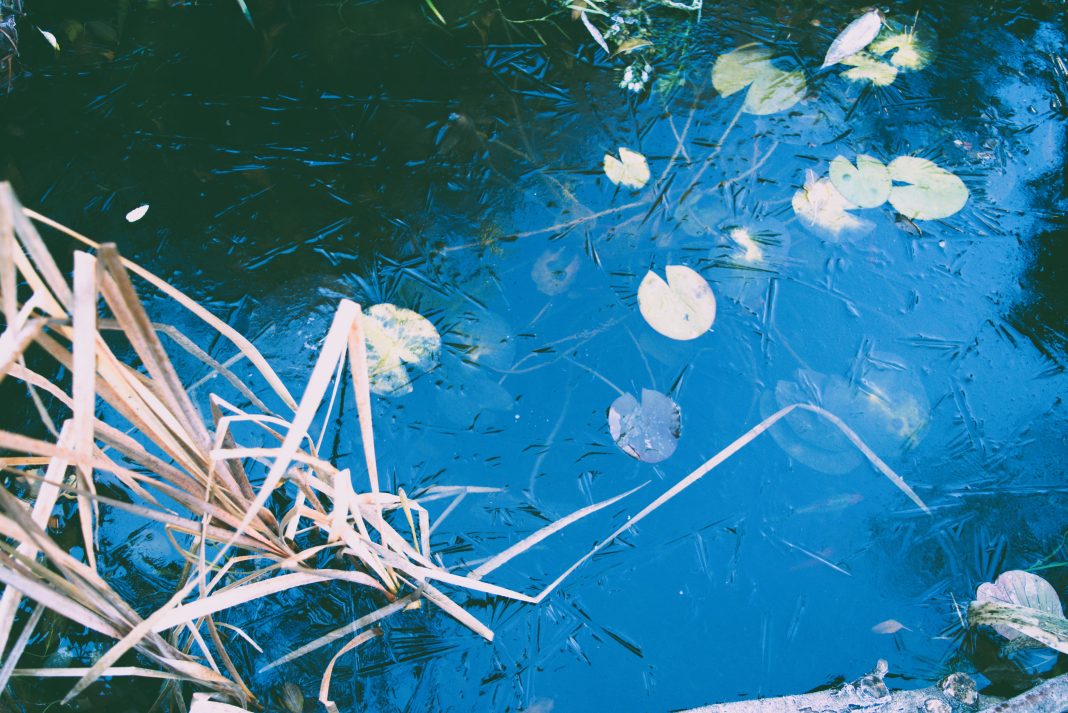 frozen pond