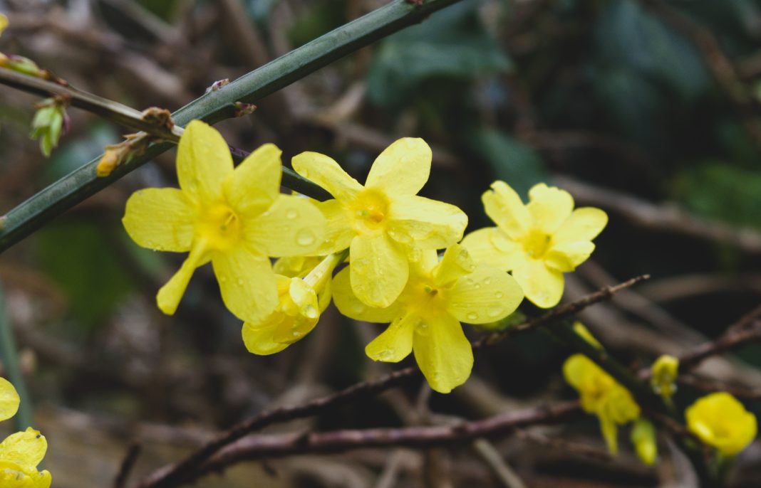 winter jasmine