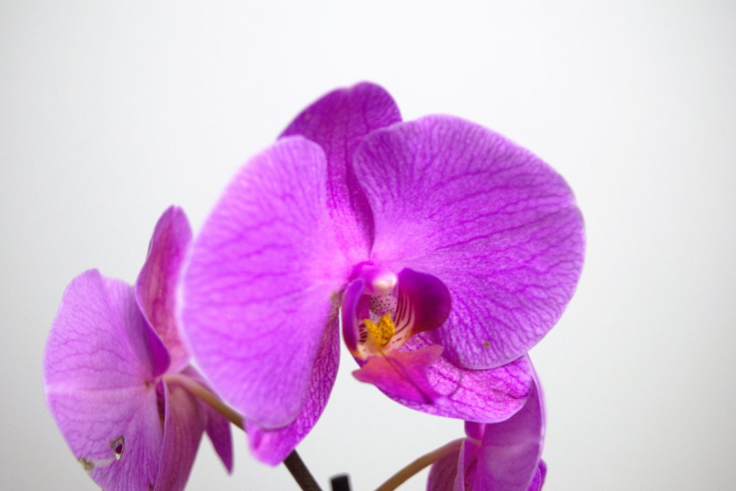 orchid