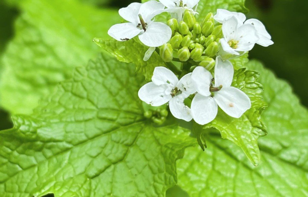 garlic mustard