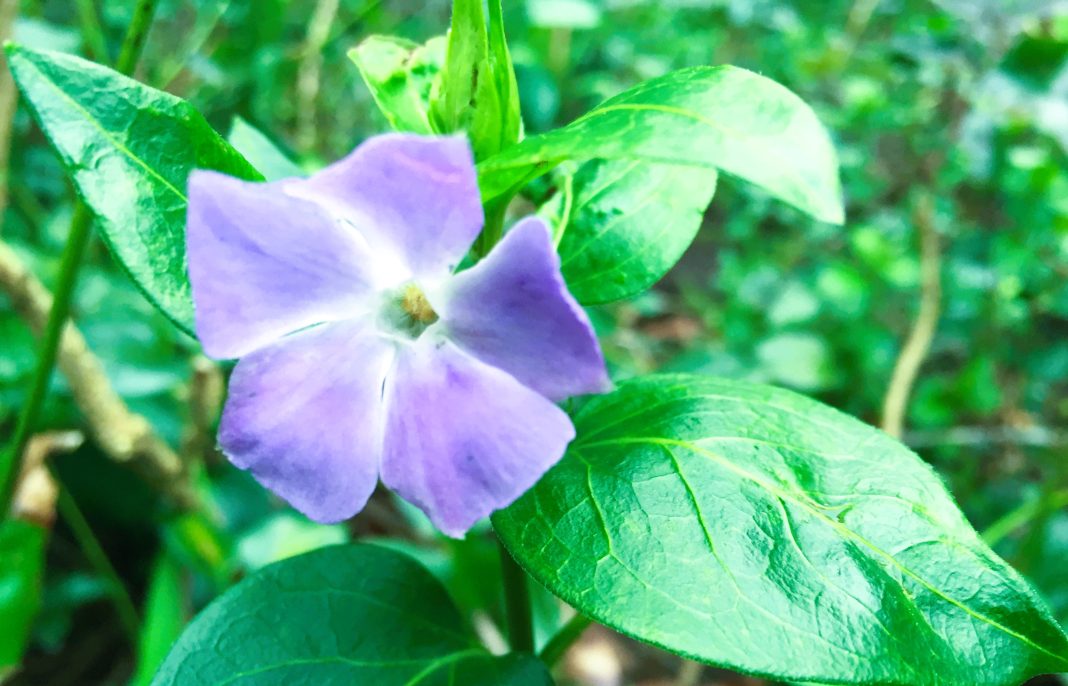 periwinkle