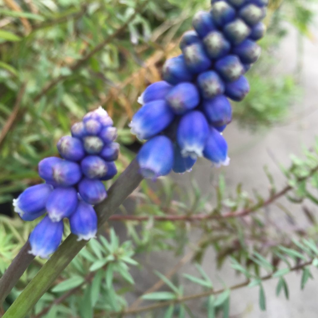 muscari
