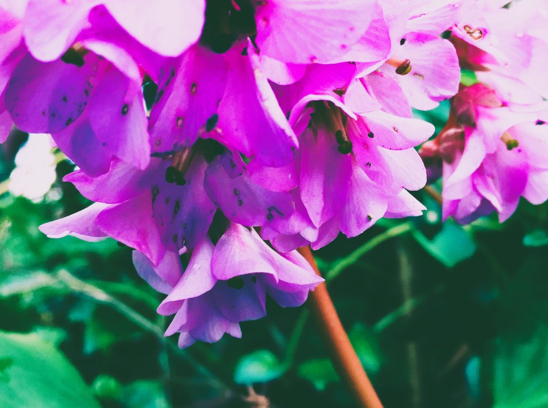 bergenia