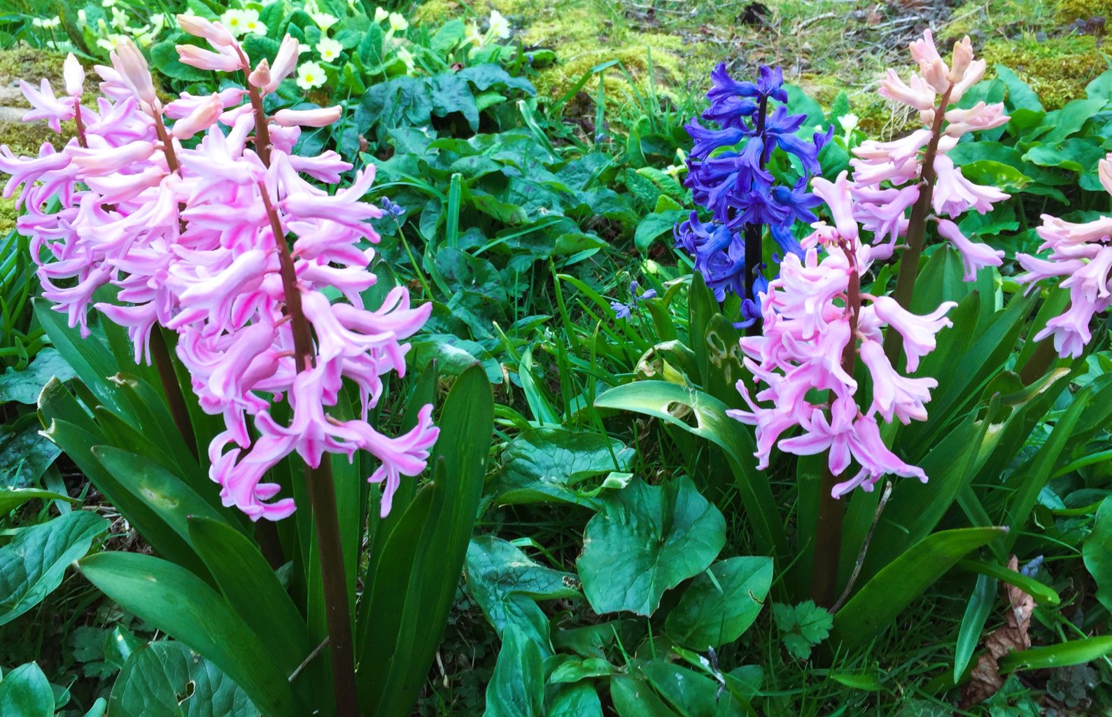 hyacinths