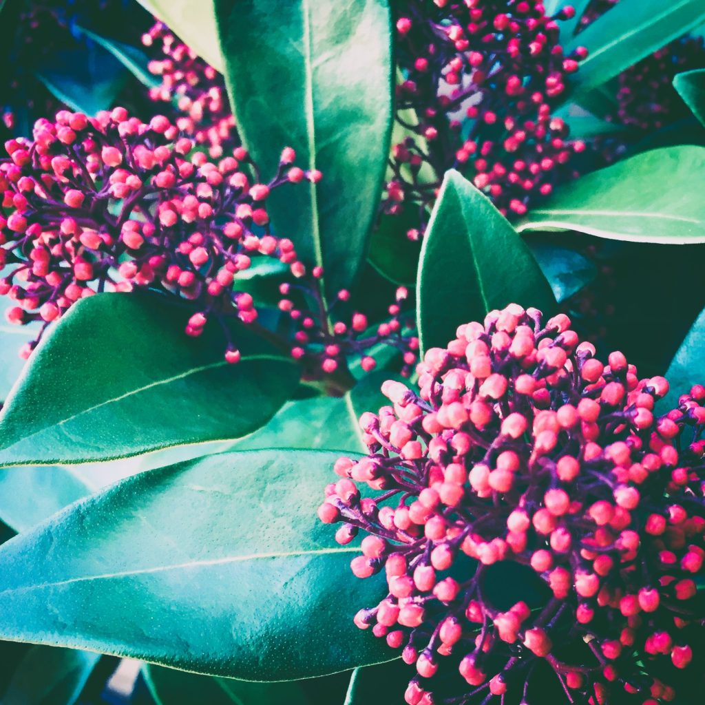 skimmia