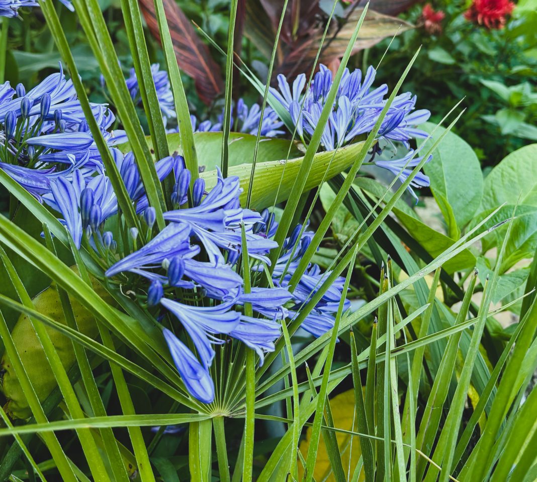 agapanthus