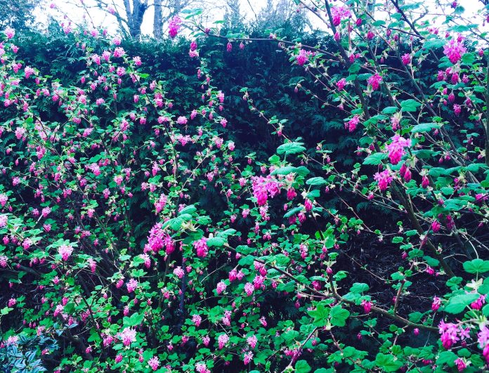 ribes sanguinium