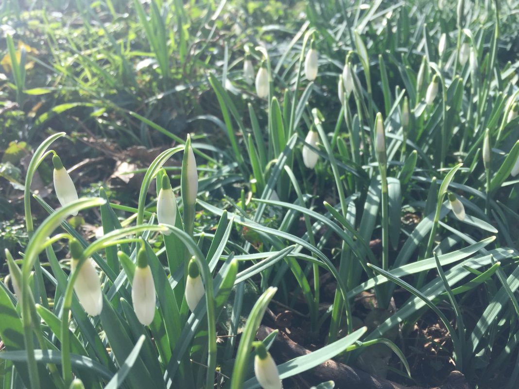 snowdrops