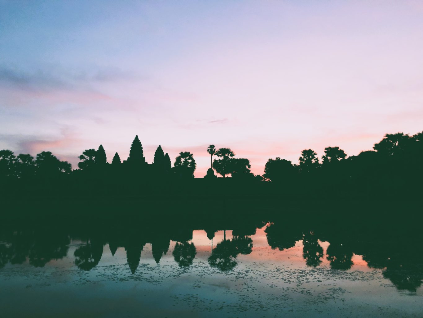Strangler Figs – The Trees That Take Over the World 13 IMG 8280