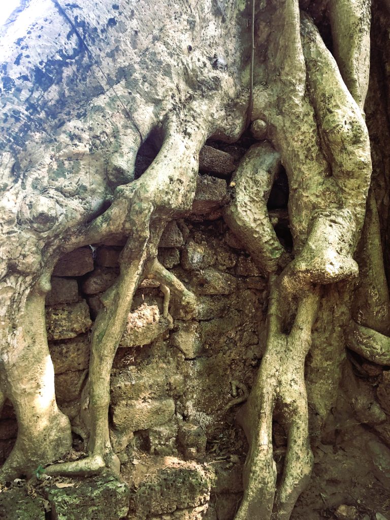 Strangler Figs – The Trees That Take Over the World 8 IMG 8541