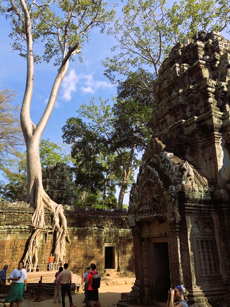 Strangler Figs – The Trees That Take Over the World 7 IMG 8567