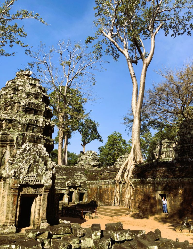 Strangler Figs – The Trees That Take Over the World 6 IMG 8575