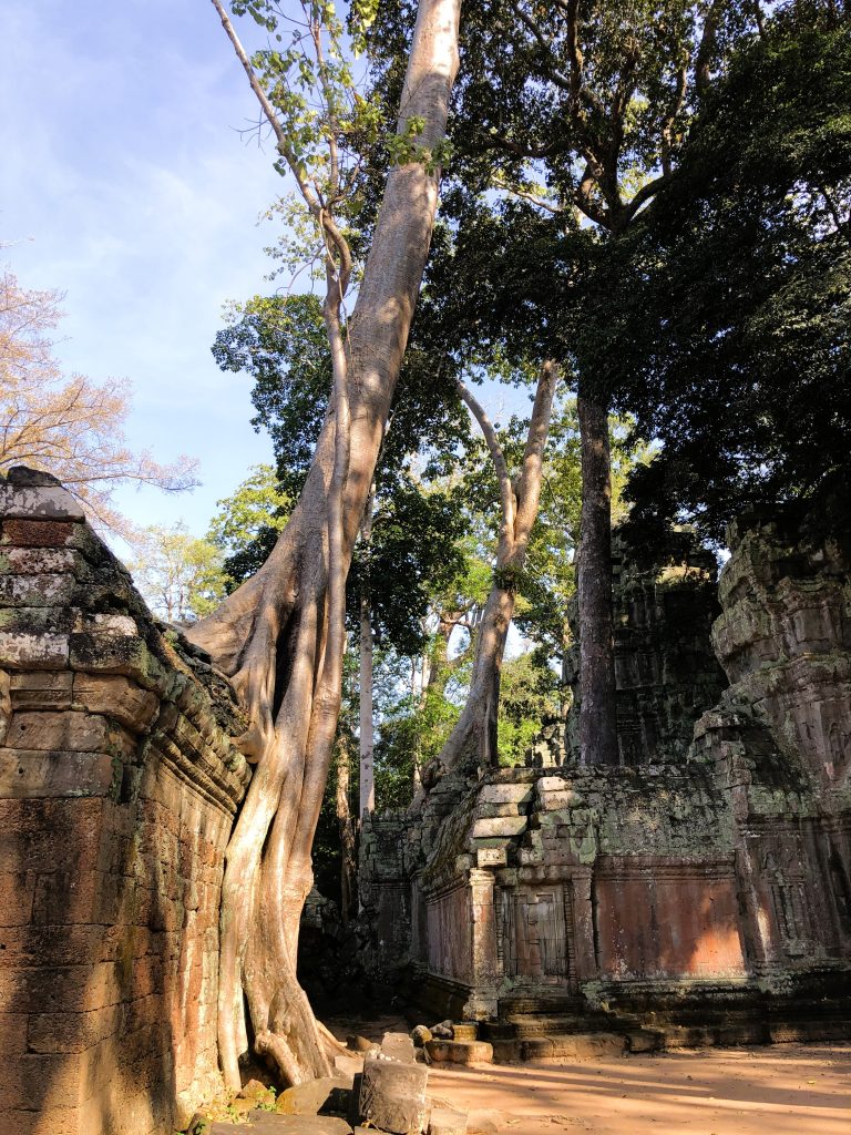 Strangler Figs – The Trees That Take Over the World 5 IMG 8579