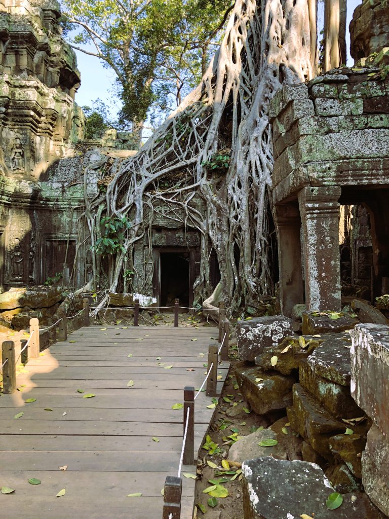 Strangler Figs – The Trees That Take Over the World 2 IMG 8591