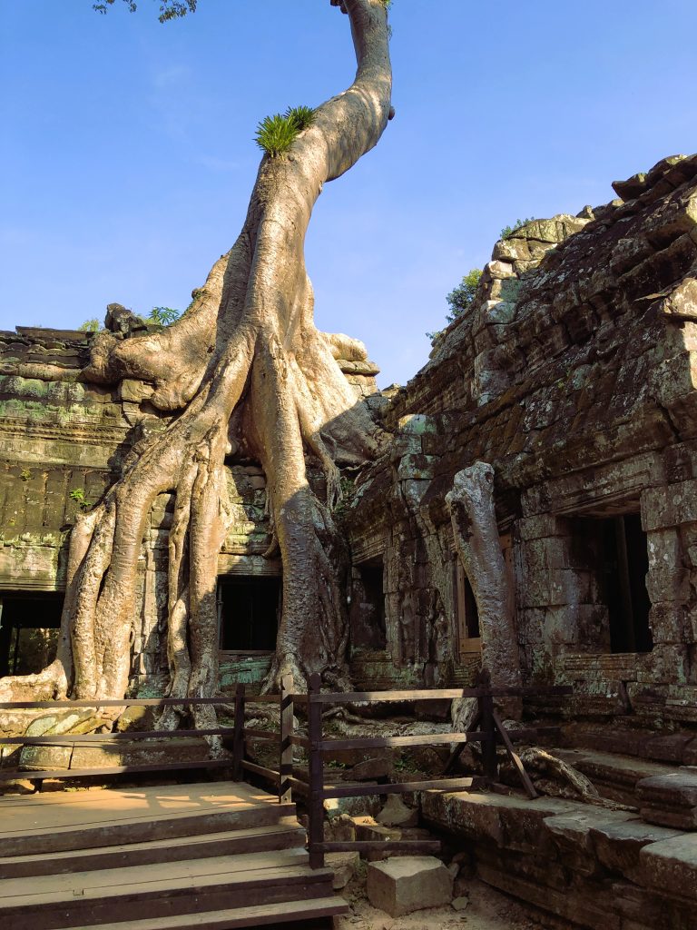 Strangler Figs – The Trees That Take Over the World 1 IMG 8609
