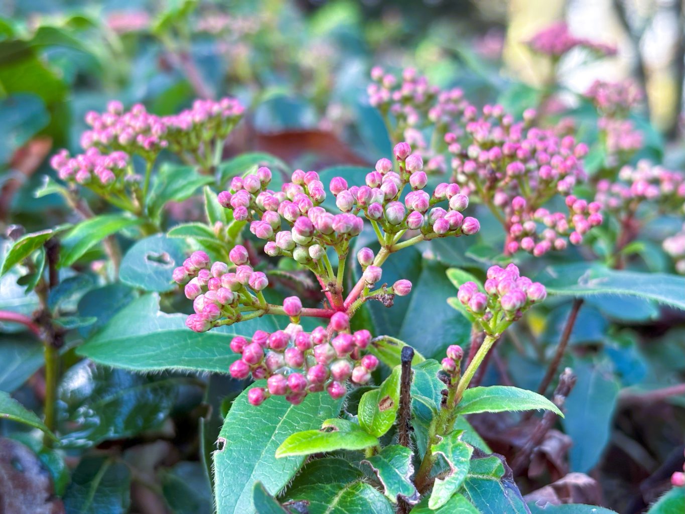 viburnum 2