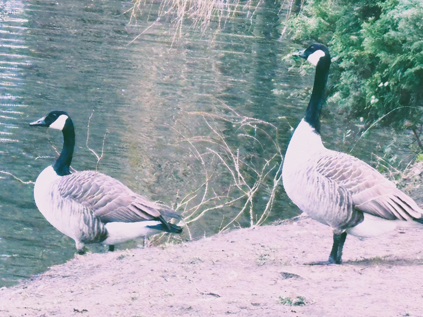 canada geese