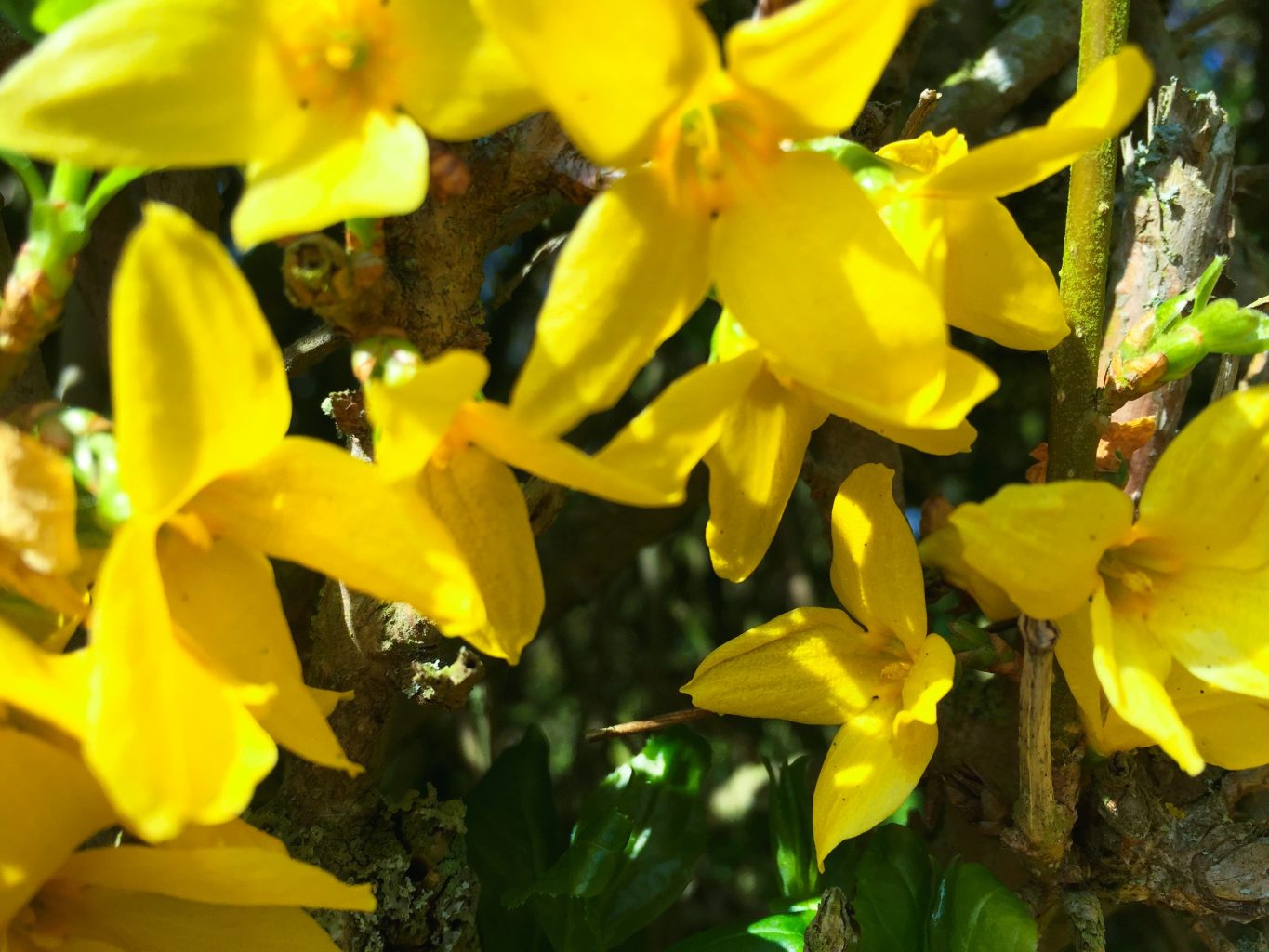 forsythia 2