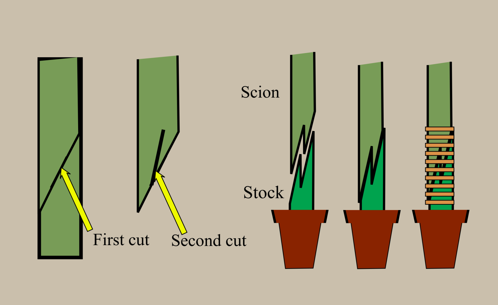 whip and tongue grafting