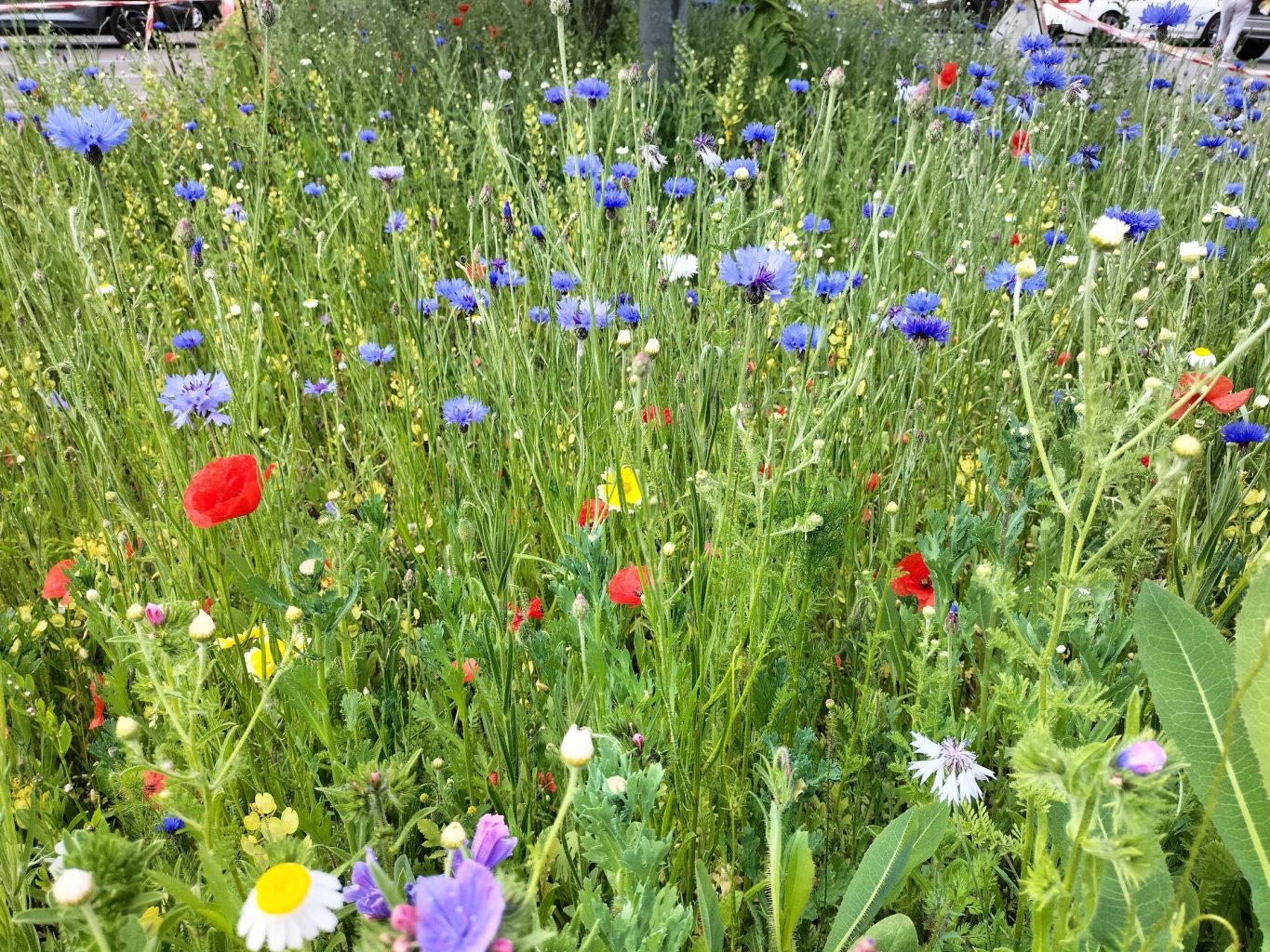 Green-tech Help Transform Basildon’s Green Spaces with Newly Created Wildflower Meadows 2 Carpark Flower Bed Northlands Park