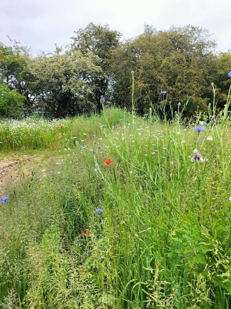 Green-tech Help Transform Basildon’s Green Spaces with Newly Created Wildflower Meadows 1 Legacy Park Meadow Creation 2