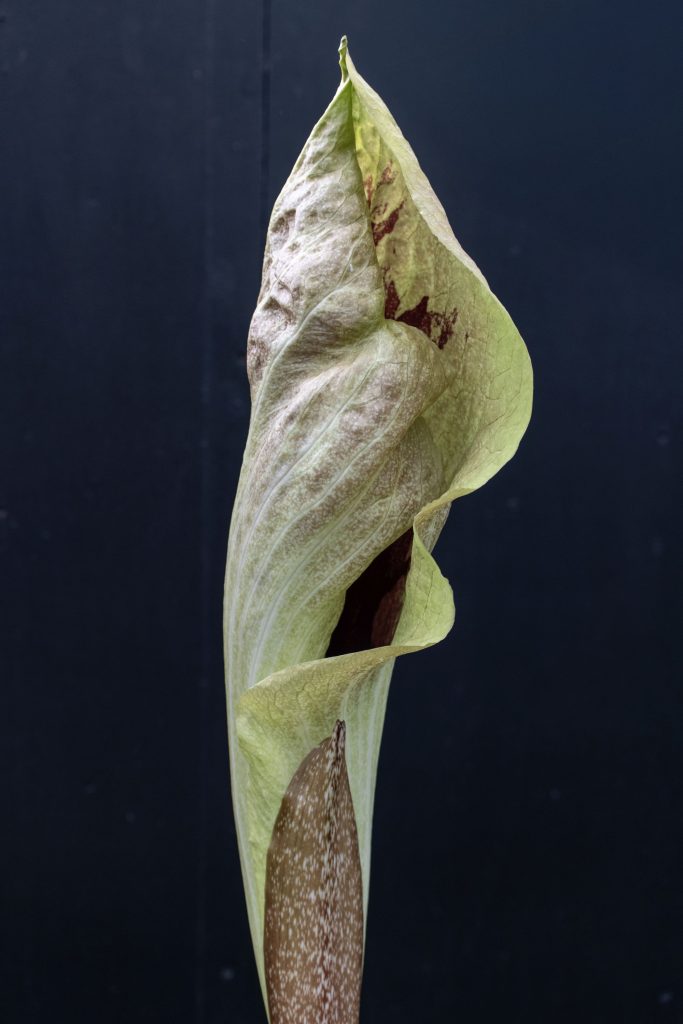 Pseudohydrosme gabunensis at Kew Gardens c RBG Kew Ines Stuart Davidson resized