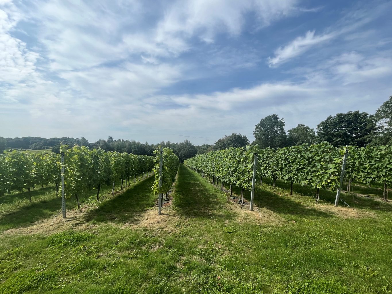 Award-winning vineyard offers English Wine Week ‘Taste of Herefordshire’ tours & tastings 2 Pic 3 Foxbury Fields Vineyard