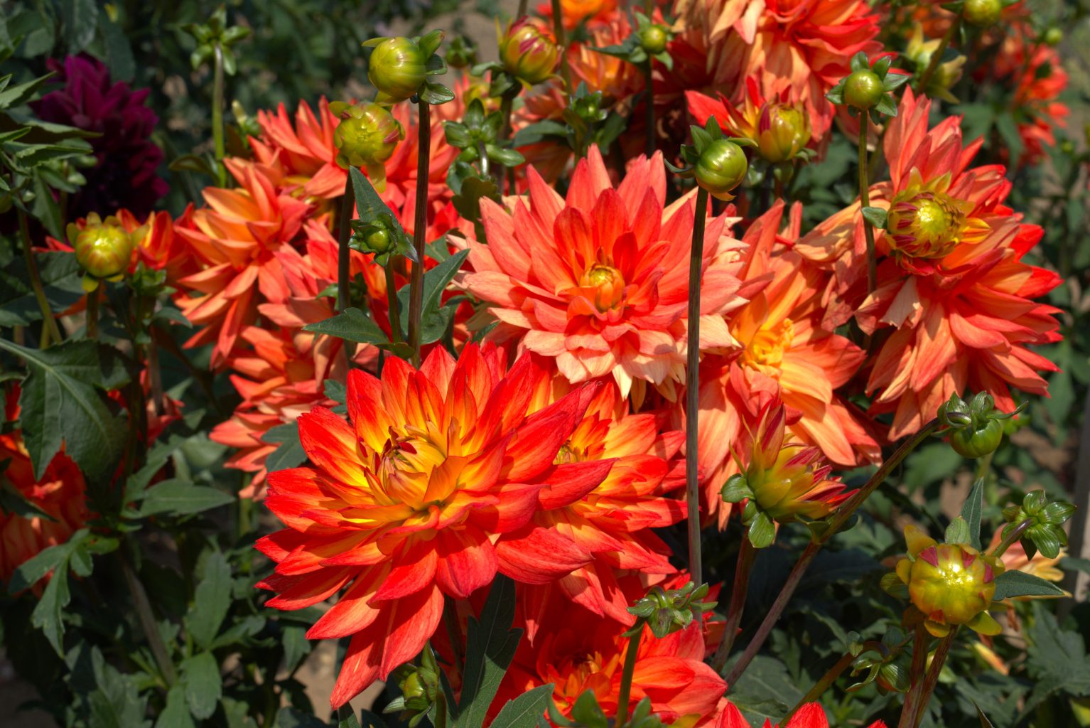 Dahlia Fact Sheet 5 dahlia 1